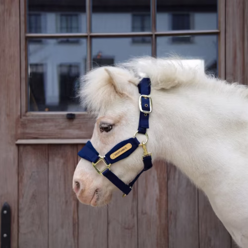 Biały koń w granatowym kantarze z miękkim podszyciem