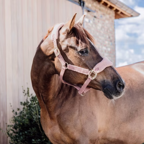 Czarny kantar z miękkim podszyciem i złotymi sprzączkami